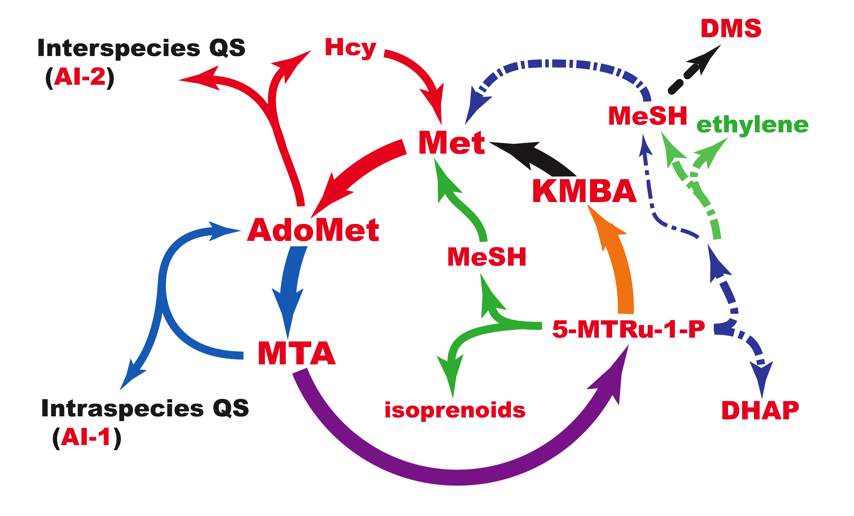 methionine_salvage