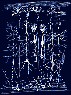 cajal