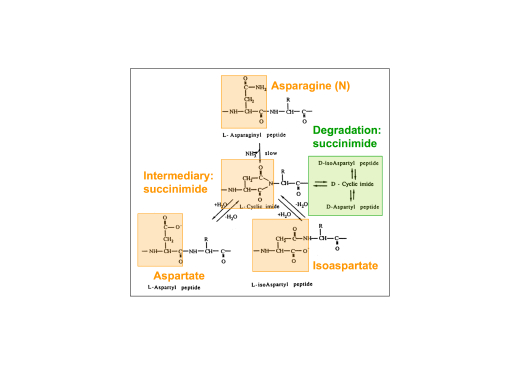 isoaspartate