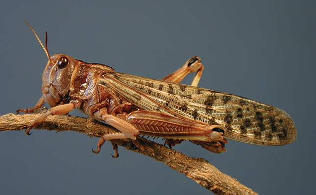 locust