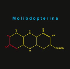 molibdopterina