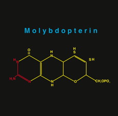 molybdopterin