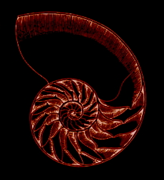 nautilus