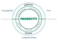 probactys