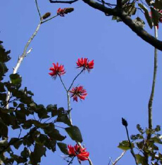 biodiversity: kapok tree in Hong Kong