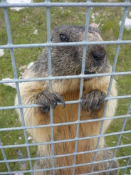 Marmotte aux Rochers de Naye