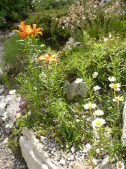 Jardin alpin des Rochers de Naye