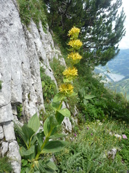 Jardin alpin des Rochers de Naye