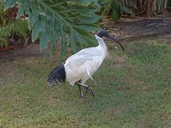 Ibis