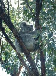 Koala