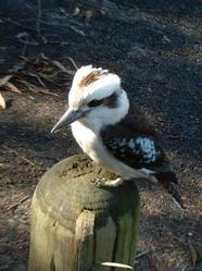 Kookaburra