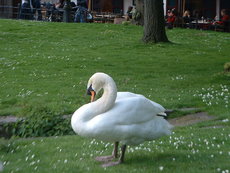 Cygne