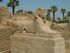 Un des sphinx de Louxor