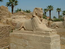 Un des sphinx de Louxor