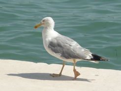 Mouette