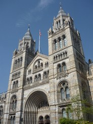 Musum d'histoire naturelle  Londres