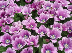 Couleurs invraisemblables au Keukenhof