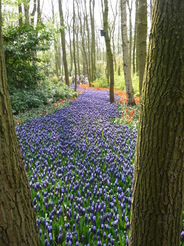 Jolies couleurs au Keukenhof