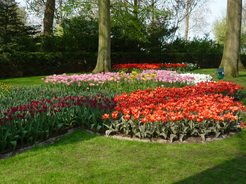 Tapis de fleurs au Keukenhof