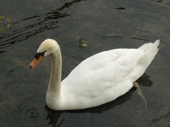 Un superbe cygne