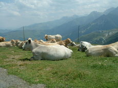 Vaches