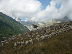 Troupeau de moutons