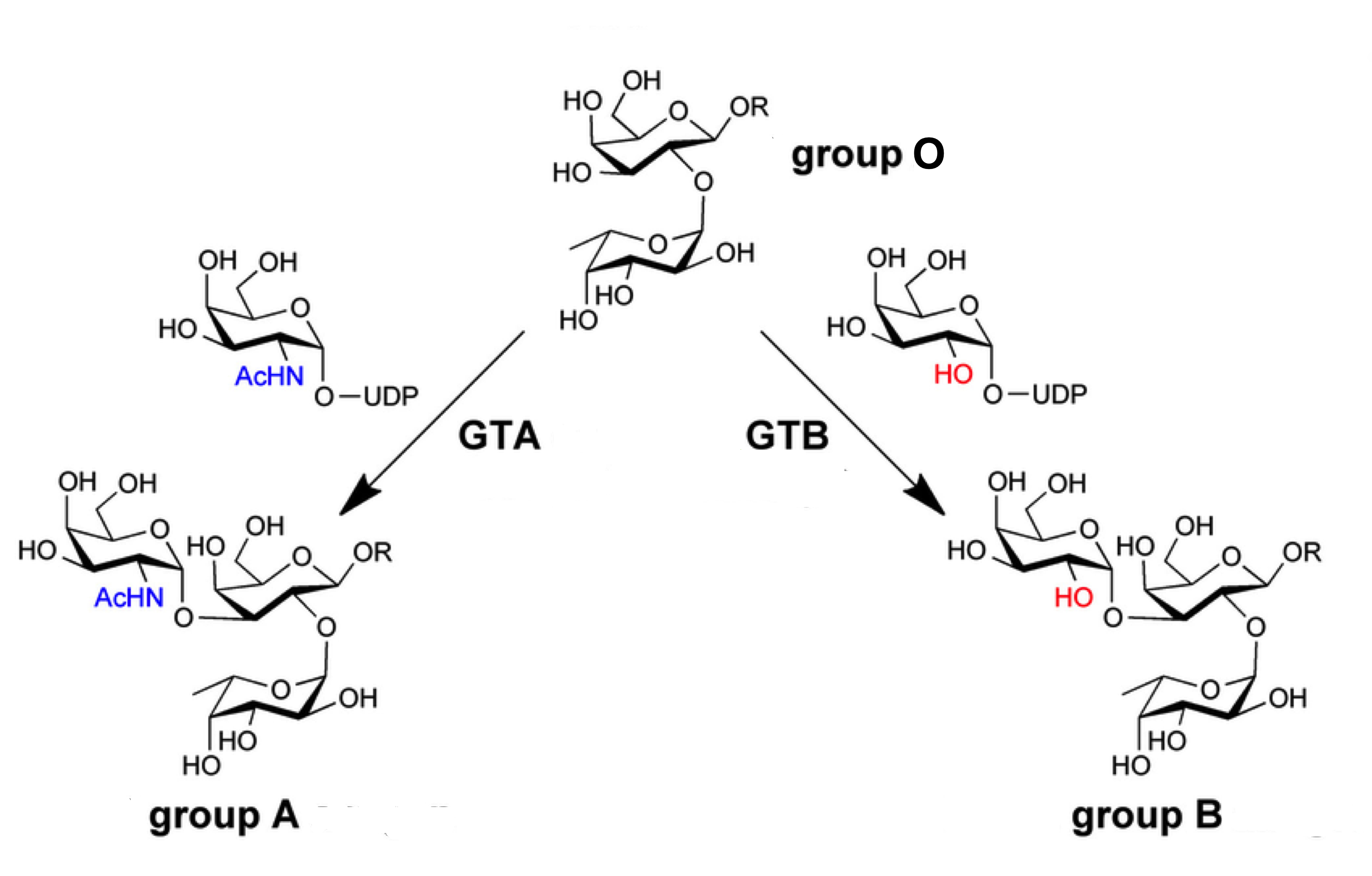 H antigen