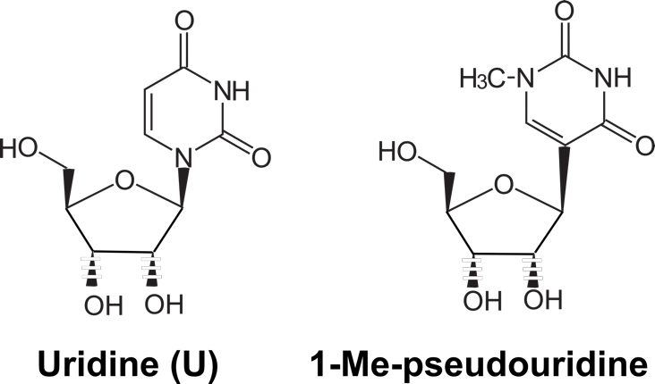 methyl-pseudouridine
