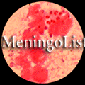 meningitidis