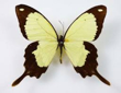 Papilio_dardanus