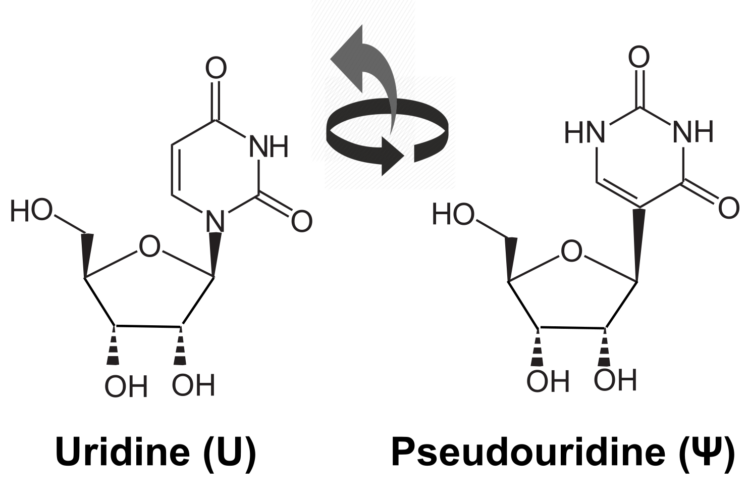 U-PseudoU