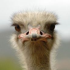 ostrich