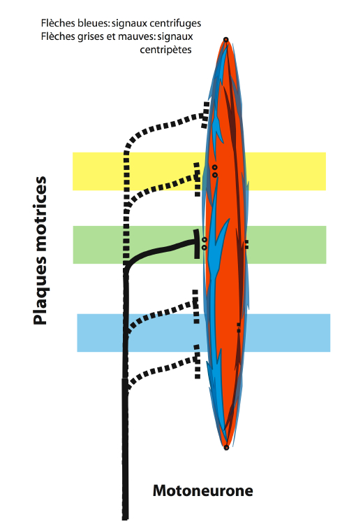 fibre_musculaire