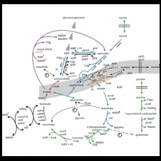 the krebs cycle