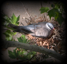 a dove illustration of life