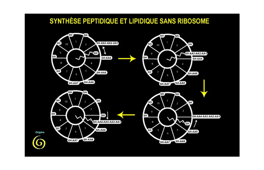 polyketides