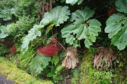 Gunnera-manicata