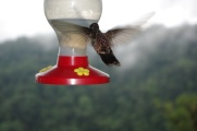 Colibri