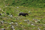 Tapir-Rincon