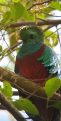 Quetzal