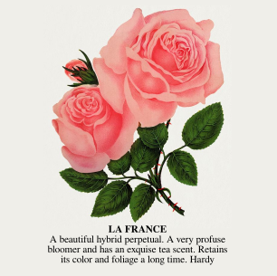LA FRANCE
A beautiful hybrid perpetual. A very profuse bloomer and has an exquise tea scent. Retains its color and foliage a long time. Hardy