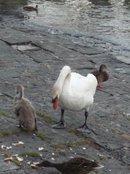 Un cygne  Lucerne