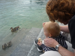 Donnant  manger aux canards