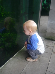 Devant un aquarium