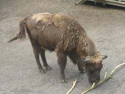 Bison au zoo de Berne