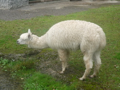 Lama au zoo de Berne