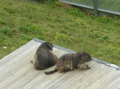 Marmottes aux Rochers de Naye