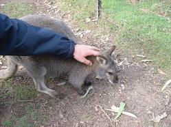 Wallaby