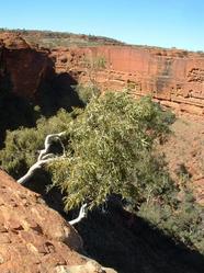 Kings Canyon