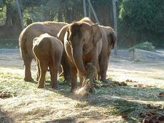 lephants